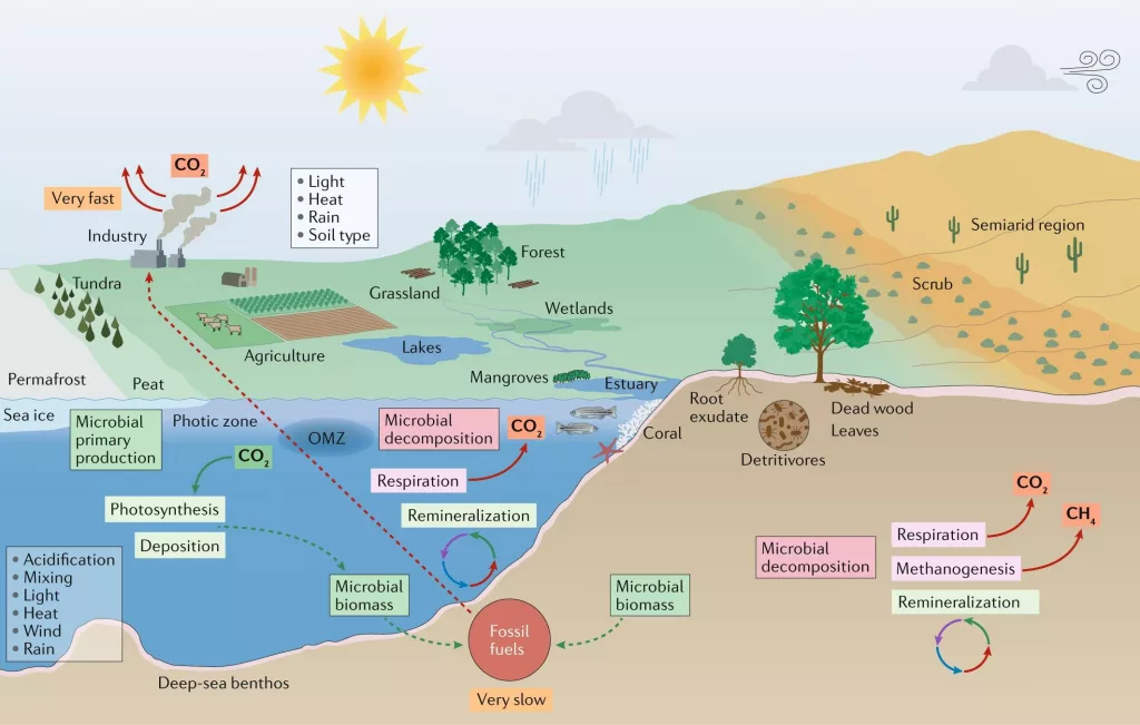 File:Microorganisms and climate change.png - a diagram of the water cycle